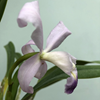 LAELIOCATTLEYA CANHAMIANA COERULEA X CATTLEYA WALKERIANA COERULEA (LAELIOCATTLEYA EGERIA)....